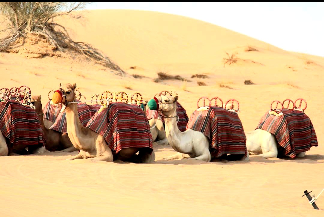 camel tour dubai