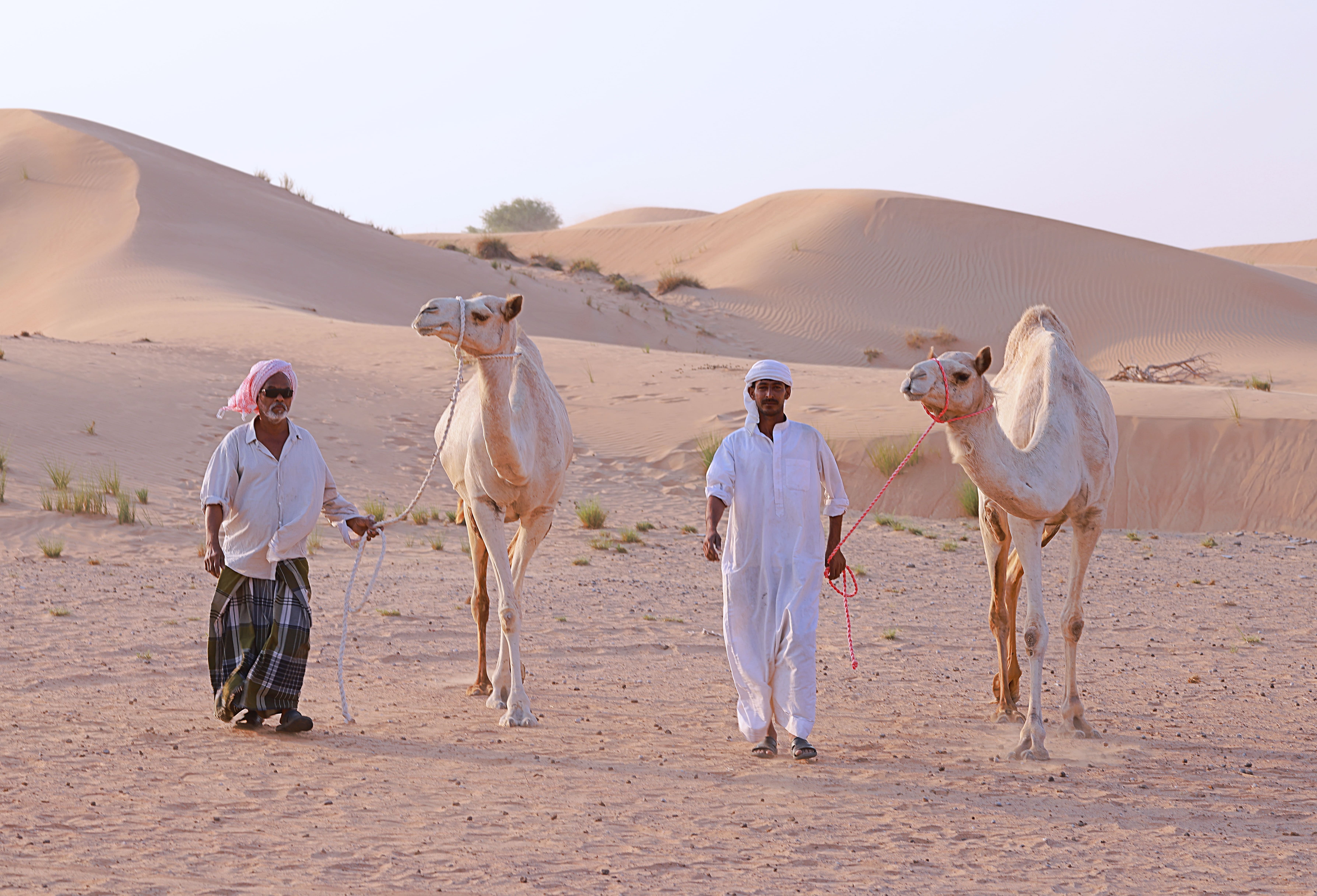 camel safari dubai