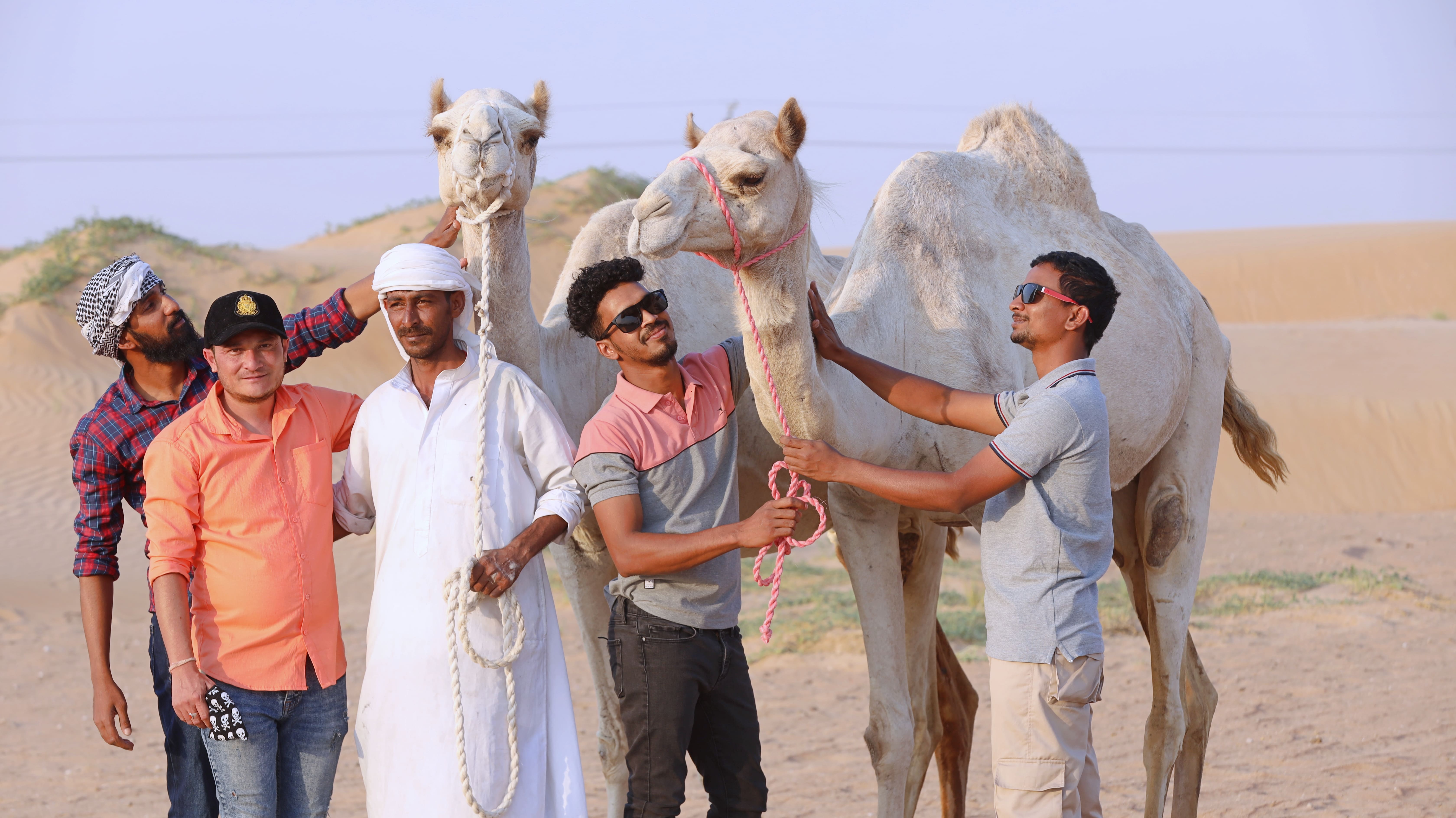 camel farm visit in dubai