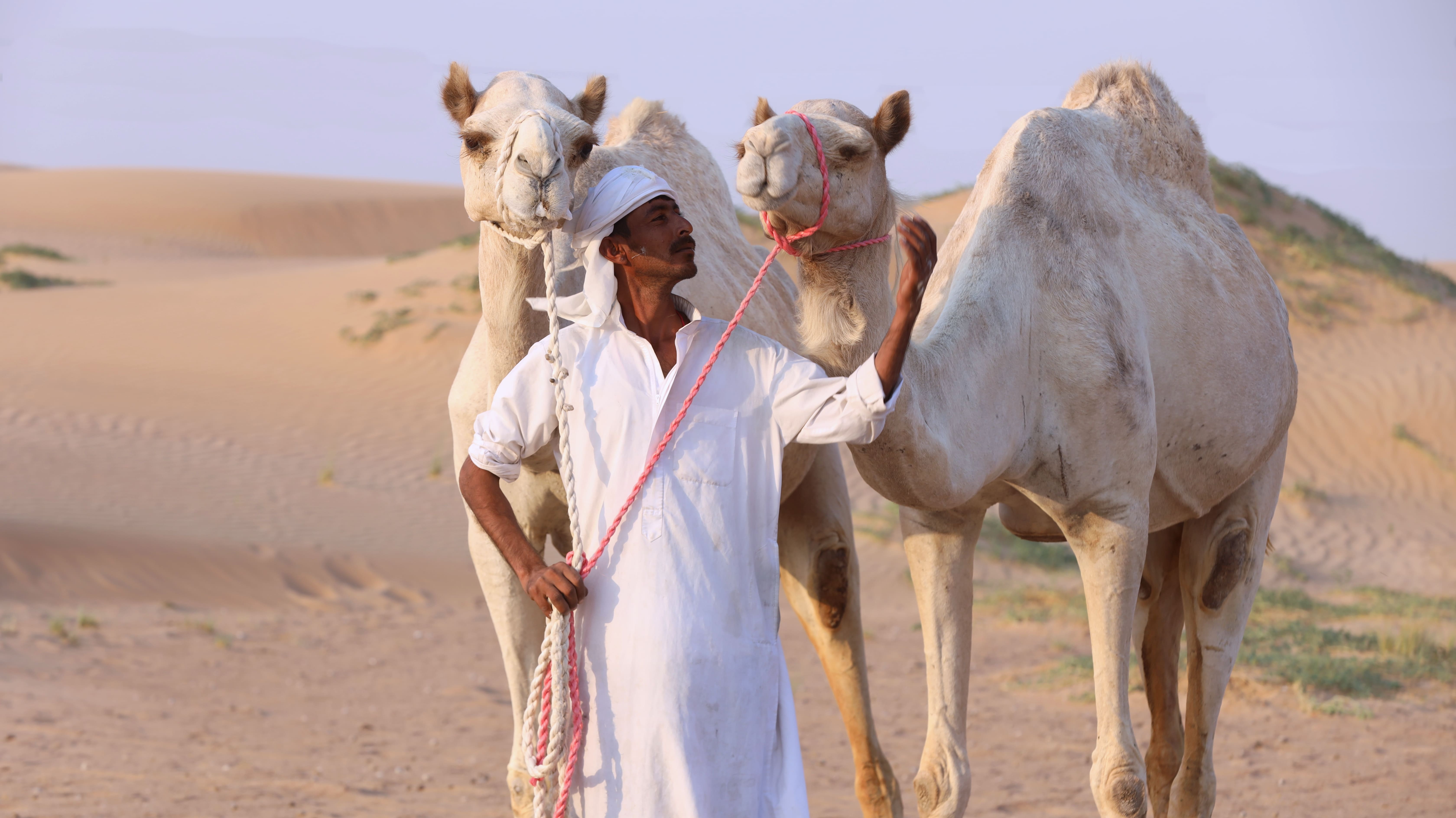 camel farm tour dubai