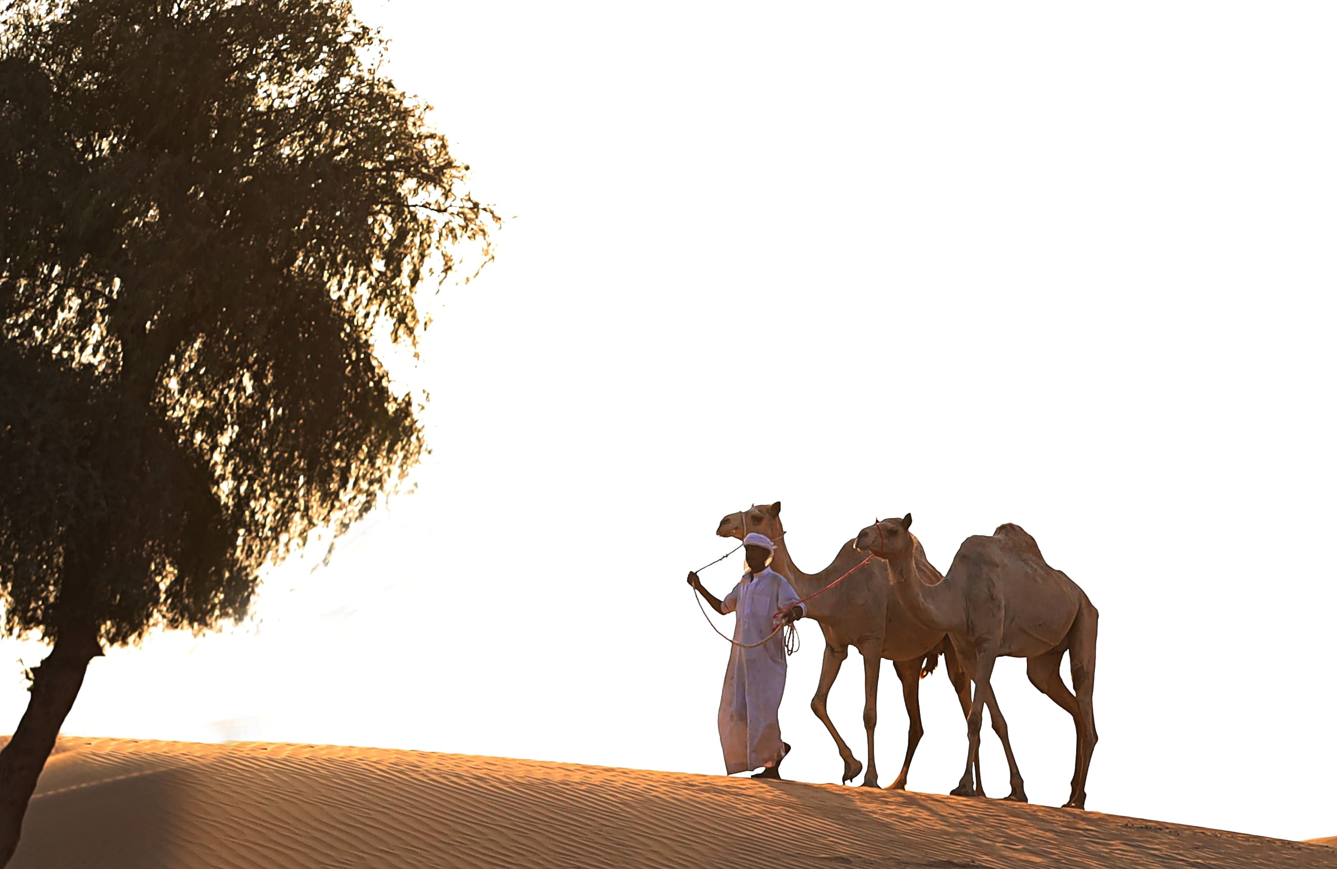 camel farm tour dubai