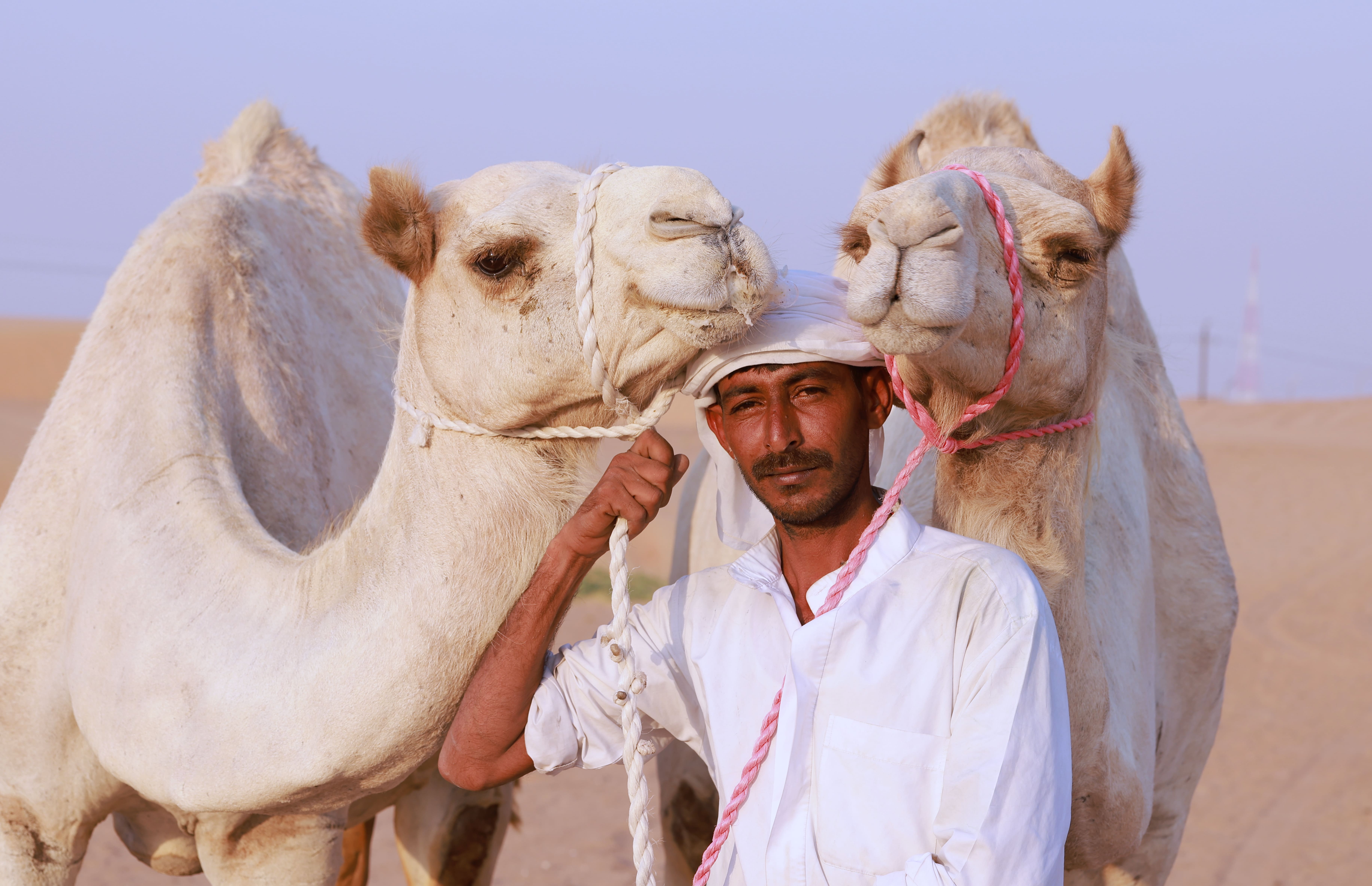 camel tour in dubai
