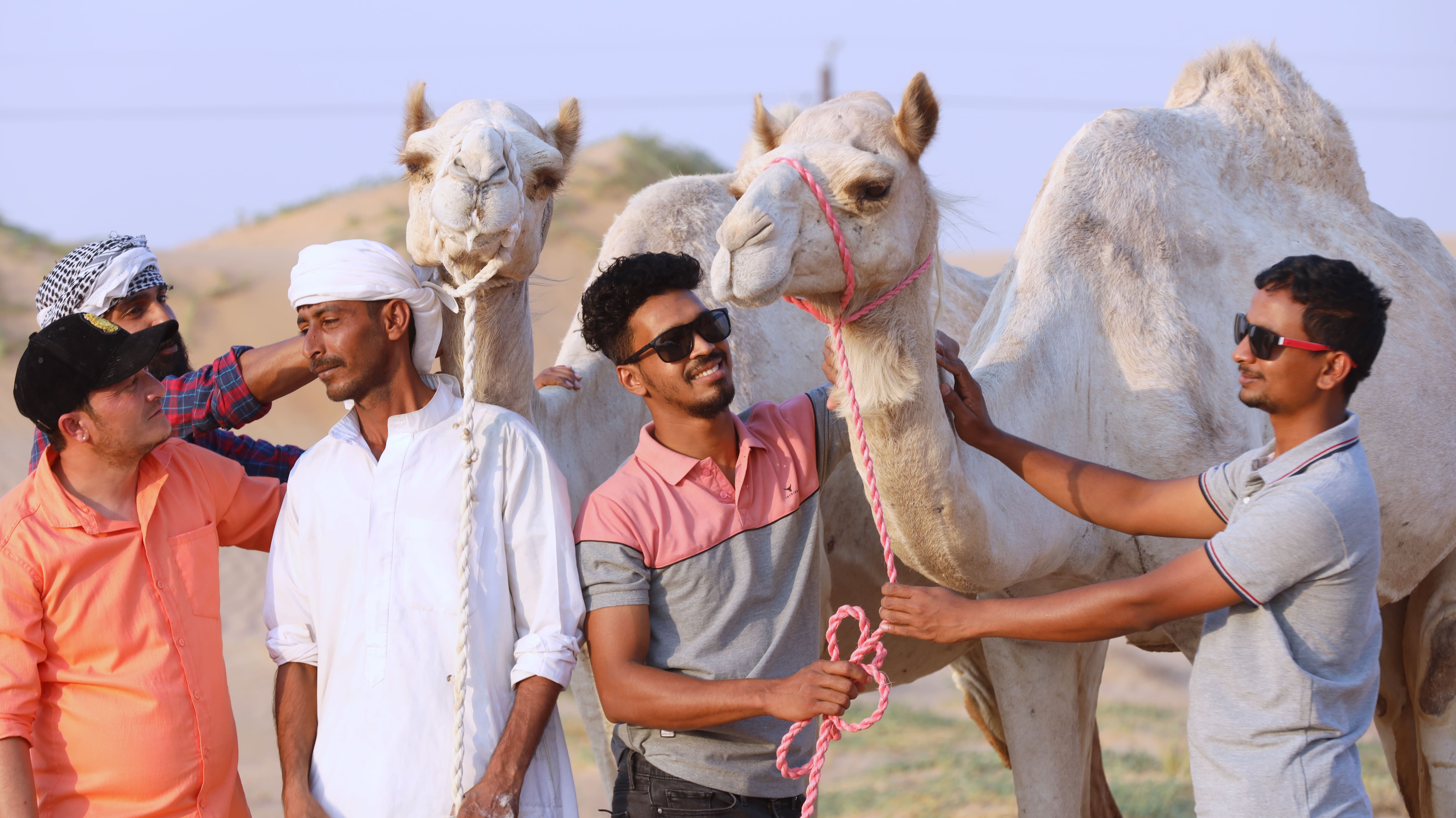 camel farm visit dubai
