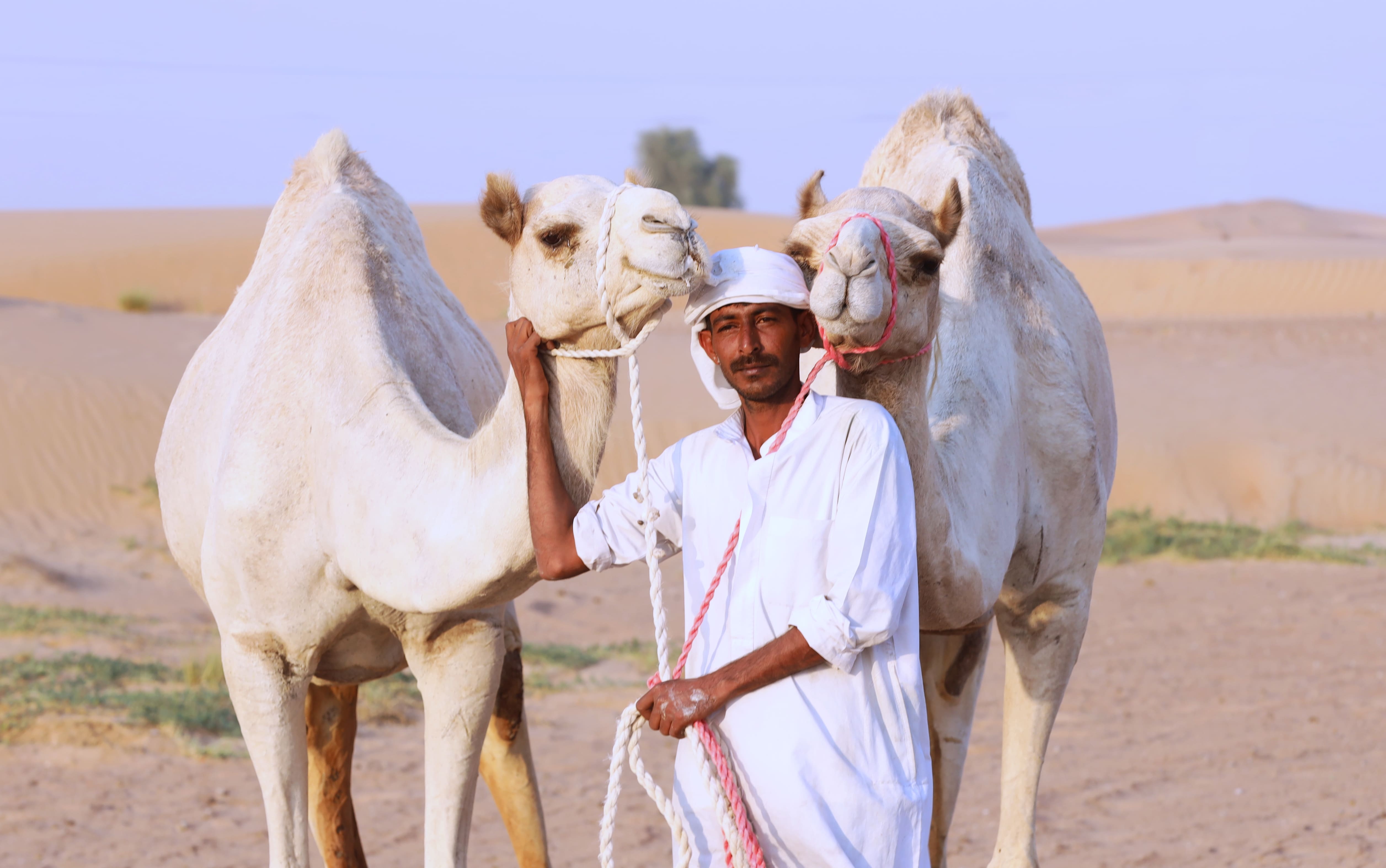 camel farm tour in dubai